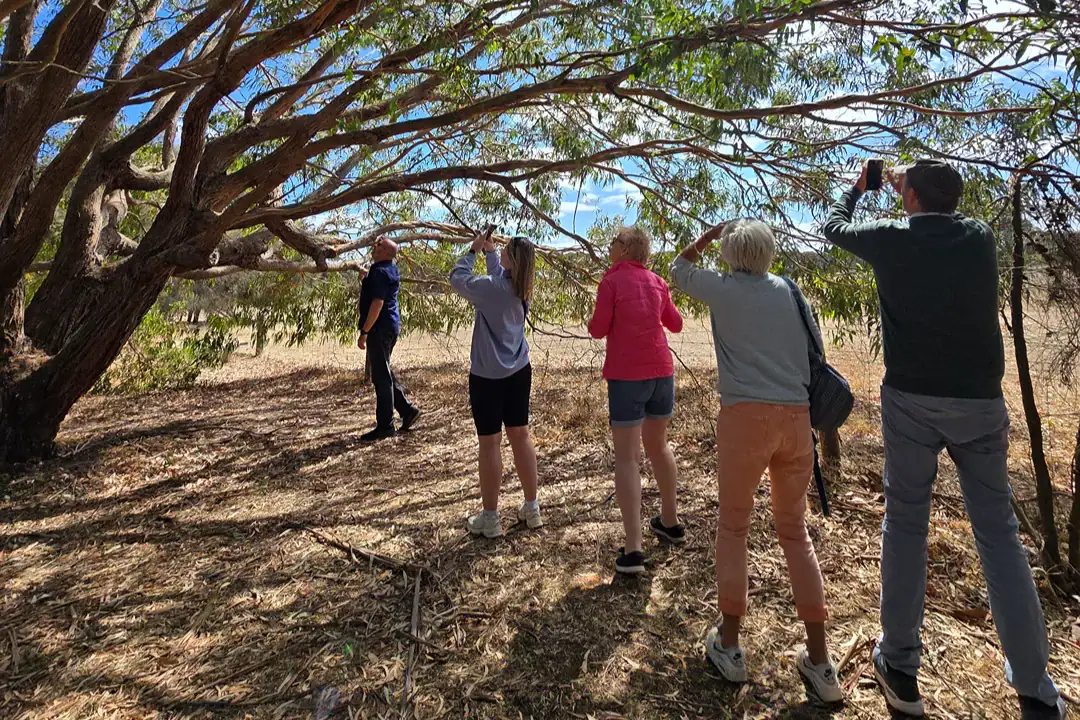 Barossa Valley Wine Tours